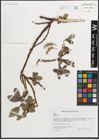 Foto von Salix L.